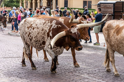 High angle view of cows on street