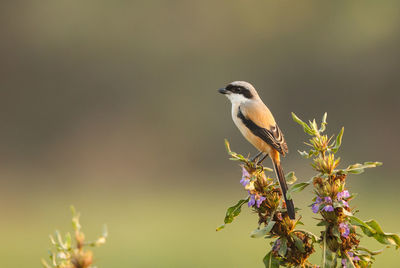 Close-up of bird perching on branch