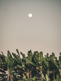 Low angle view of plants against clear sky