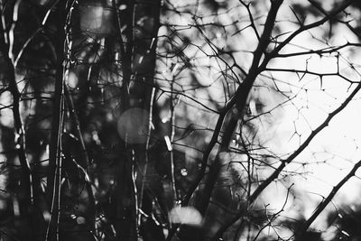 Close-up of bare trees in forest