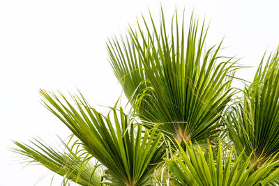 Close-up of palm tree against clear sky