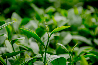 Close-up of plant growing on field