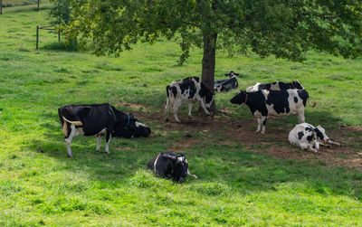 Cows on field