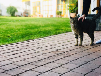 Cat on footpath in city