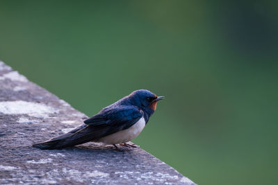 Close-up of barn swallow perching on retaining wall