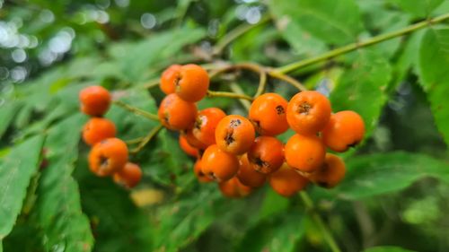 Close-up of orange fruits on tree