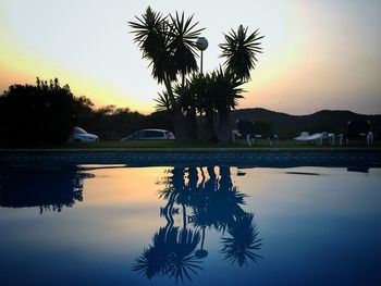 Reflection of palm trees in swimming pool