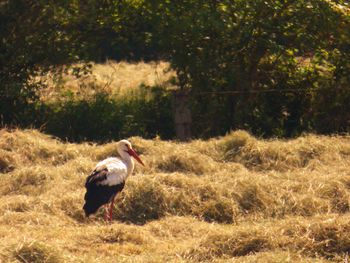 Bird on field