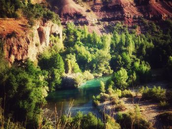 Scenic view of river amidst trees in forest