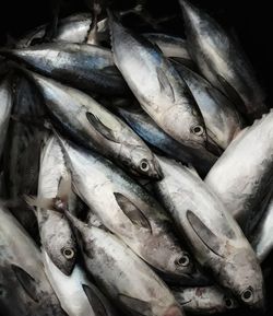 High angle view of fish for sale in market