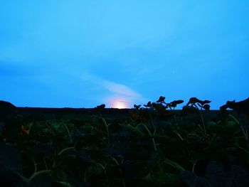 Silhouette plants on field against blue sky