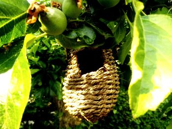 Close-up of fruits growing on tree