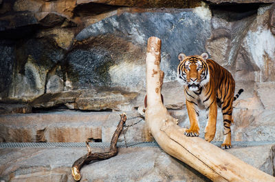 Cat on rock in zoo