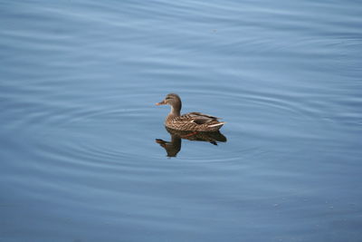 Duck swimming on lake