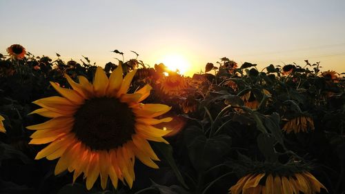 Close-up of sunflower against sky during sunset