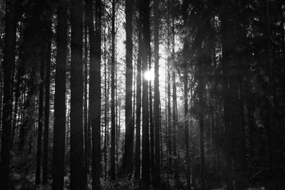 Sunlight streaming through trees in forest