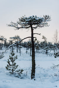 Close-up of tree on snow covered landscape