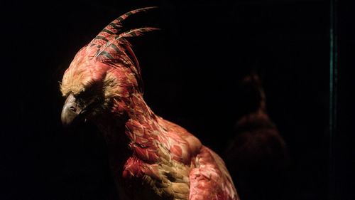 Close-up of birds against black background