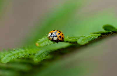 Close-up of ladybug on leaf