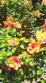 Close-up of pink hibiscus blooming in park