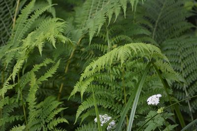 Close-up of fern leaves