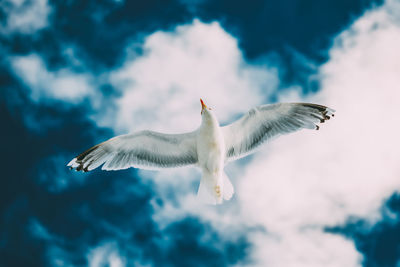 Low angle view of seagull flying