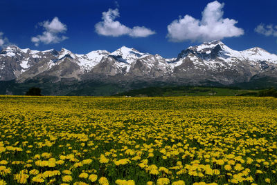 Scenic view of yellow flower field against sky