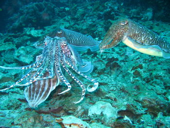 Fish swimming in sea