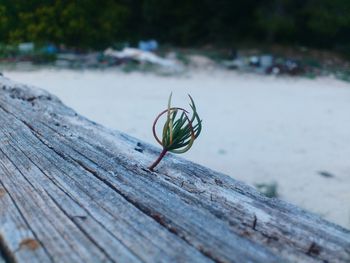 Close-up of insect on wood