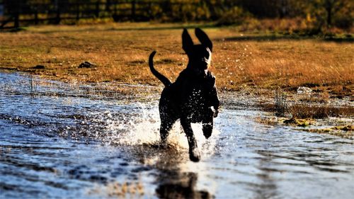 Dog running in a water