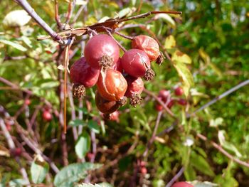 Close-up of red berries growing on plant