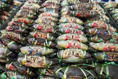 High angle view of fish for sale in market