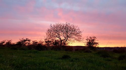 Bare tree on field against sky during sunset