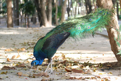 Close-up of peacock on tree trunk