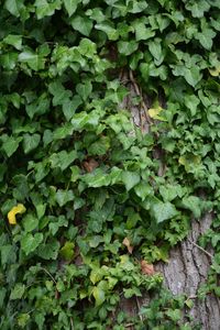 Full frame shot of ivy growing on field