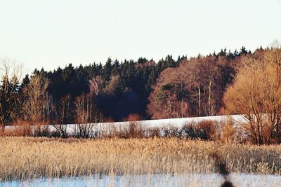 Scenic view of trees against sky