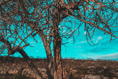 Bare tree against blue sky