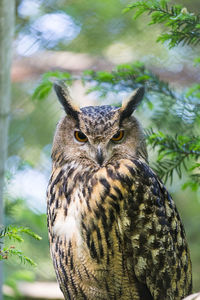 Close-up portrait of owl perching on branch