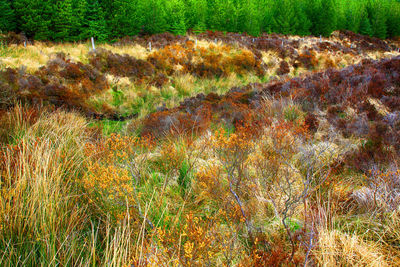 Plants growing on field in forest