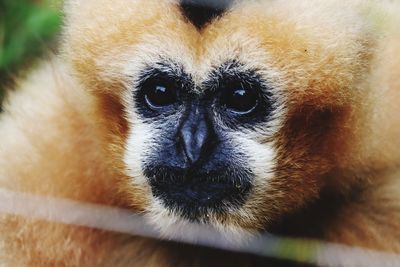 Close-up portrait of monkey