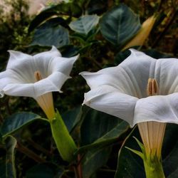 Close-up of white flowers blooming outdoors