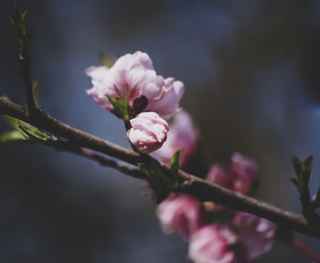 Close-up of pink flower buds