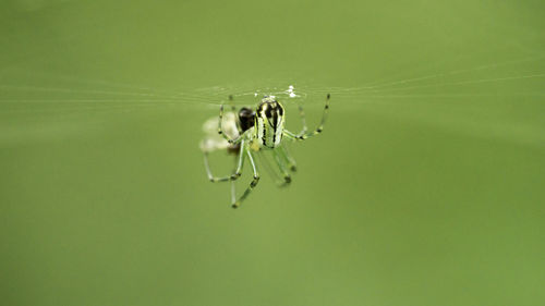 Close-up of spider on web