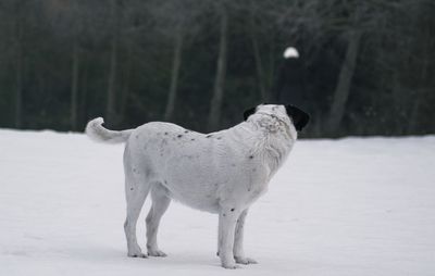 White horse standing on snow covered field
