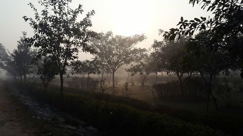 Trees in foggy weather