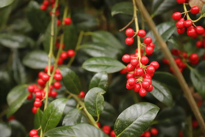 Close-up of red berries growing on tree