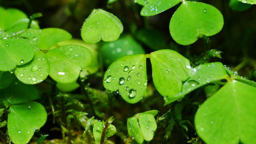 Close-up of raindrops on leaves