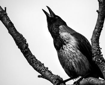 Low angle view of trees