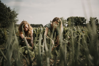 Female farm workers working while harvesting crop at farm