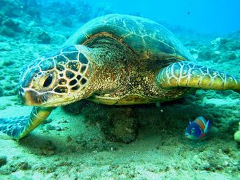 Green sea turtle and fish friend seen on a dive in maui